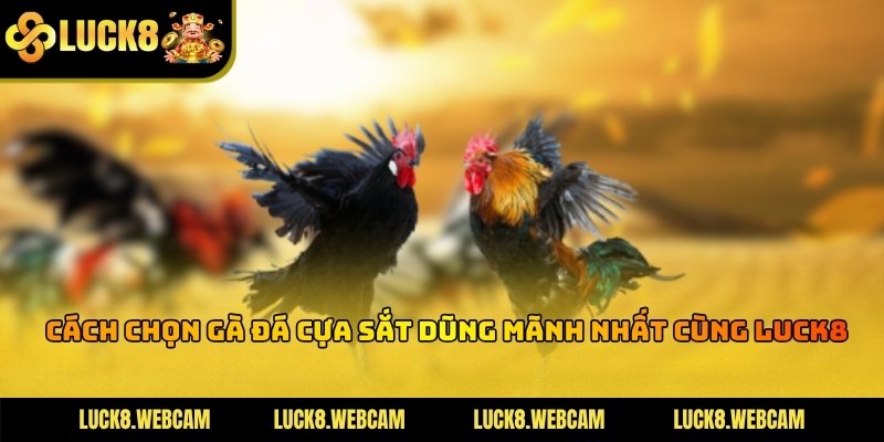 Cách Chọn Gà Đá Cựa Sắt