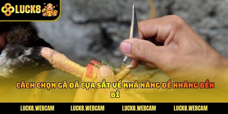 Chiến kê duy trì tinh thần chiến đấu mạnh mẽ dù trận đấu kéo dài