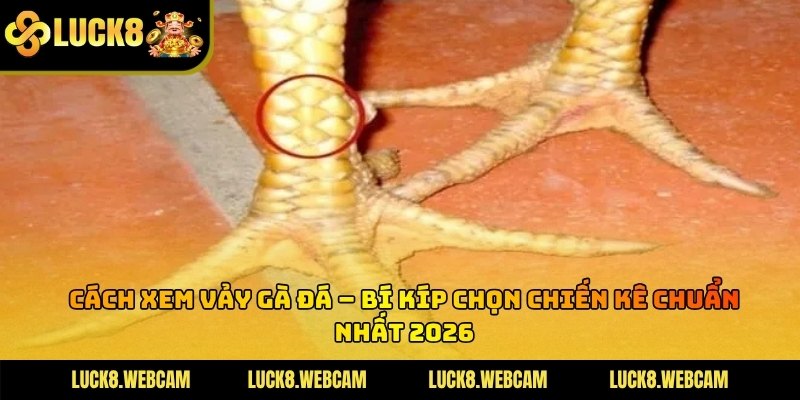 Cách Xem Vảy Gà Đá